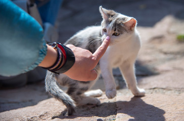 A small kitten is worth on stone tiles, burying curious its nose in human should sit.