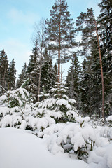 Small snow-covered Christmas trees in the winter forest