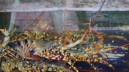  restaurant, aquarium with large lobsters