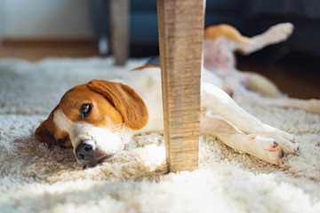 Beagle dog tired lying down under a table on the carpet floor. Adorable canine background