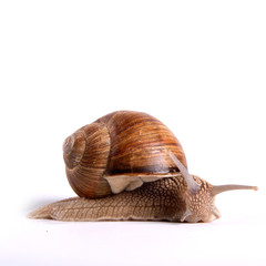 Helix pomatia.Garden snail isolated on white background.Grape snail.