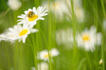 Schwebfliege auf Margerite