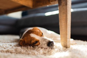 Beagle dog tired lying down under a table on the carpet floor. Adorable canine background