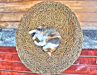 red cat sleeps in a wicker chair
