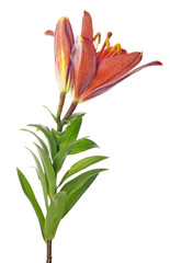 dark orange lily bloom and bud on green stem