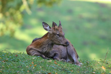 Steinbock