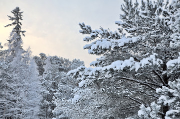 snow on different trees