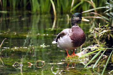 A Ducks in the Wild in United Kingdom