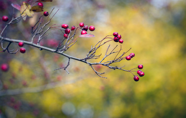 Colours of the Autumn in United Kingdom. A tree branch with red seeds with a yellow bokeh 