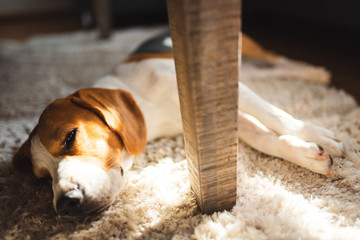 Beagle dog tired lying down under a table on the carpet floor. Adorable canine background