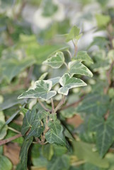 ivy