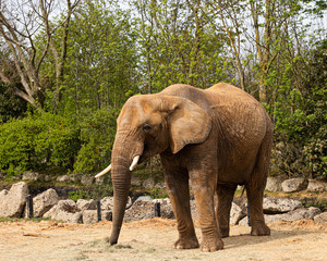 Fototapeta premium African Elephant 