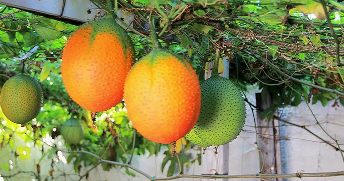 4k- Gacs on the vines, shift focus on green gac fruit to ripe gac fruits