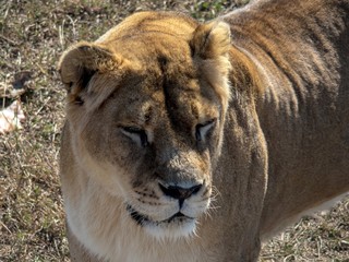 Close-up portrait of a lioness in the sun