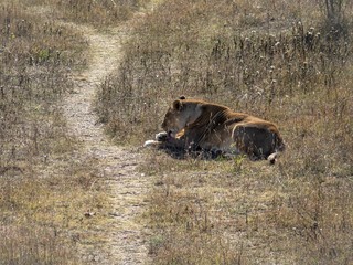 A lioness in a safari lies near the path and licks her paw.