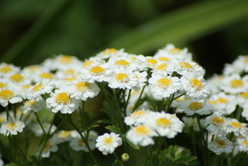 chamomile