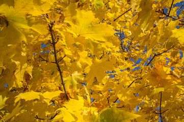 Autumn texture of yellow leaves close-up.