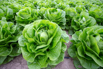 Green, organic lettuce field