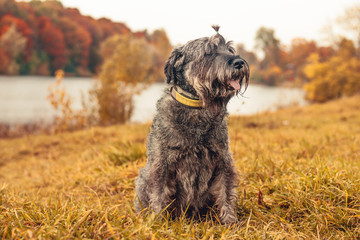 Fototapeta premium Miniature schnauzer dog for a walk in the autumn park. Dog with a haircut for a walk. . Dog on a walk.