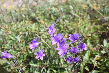 Campanula