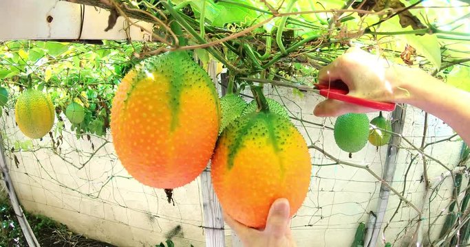 4k-close up shot of the man cutting the vines, pick the ripe gac fruit