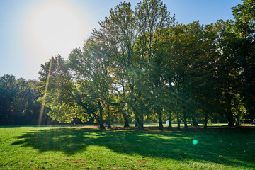 Herbstliches Panorama mit heller Sonne, die durch die Bäume scheint