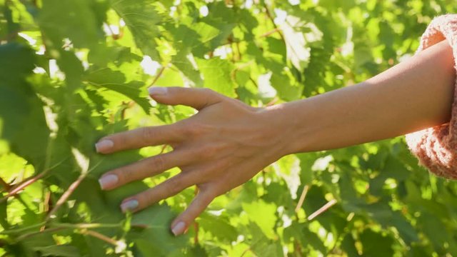 Unrecognisable woman hand touching vine