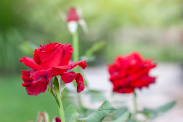 Red rose flower with sunlight in the garden on nature background.