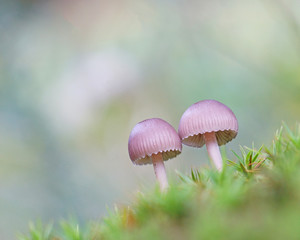 small mushrooms in the moss
