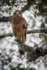 One eyed Crested serpent eagle perched on a tree in Sri Lanka
