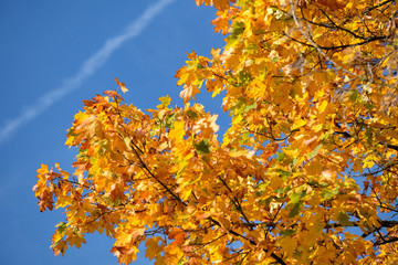 Closeup of a beautiful bright yellow fall foliage of an maple tree against the blue sky on a sunny October day in Germany