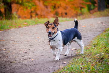 Naklejka na ściany i meble Dog Jack Russell Terrier for a walk in the park. Home pet. Dog walking in the park. Autumn Park.