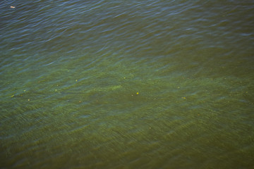 Green water in the Dnieper. Trash floating in the river. Background like texture..