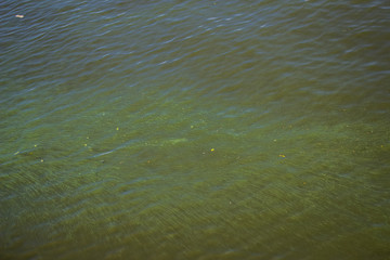 Green water in the Dnieper. Trash floating in the river. Background like texture..