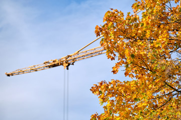 Beautiful maple tree in yellow autumn colors in front of blue sky and a crane at a construction site in October in Germany