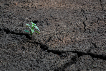 Survival during the dry spell in Sri Lanka