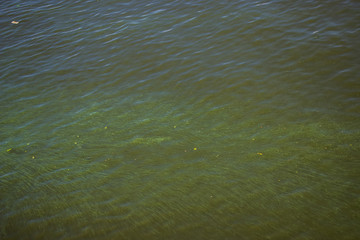 Green water in the Dnieper. Trash floating in the river. Background like texture..