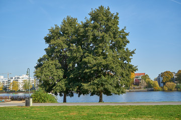 Herbstliches Panorama mit heller Sonne, die durch die Bäume scheint