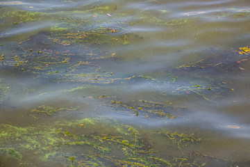 Green water in the Dnieper. Trash floating in the river. Background like texture..