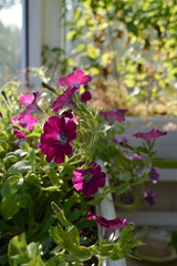 Beautiful garden on the balcony with flowering petunias. Planting in containers in home.