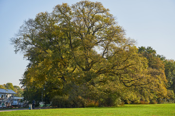 Herbstliches Panorama mit heller Sonne, die durch die Bäume scheint