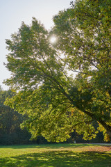 Fototapeta na wymiar Herbstliches Panorama mit heller Sonne, die durch die Bäume scheint