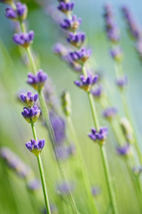 Lavendel