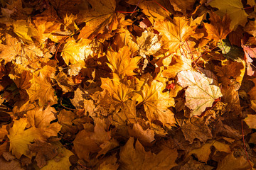 the beautul nature with its trees, leafs and the blue sky. a perfect indian summer 