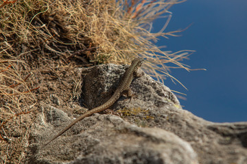 Lizard in nature