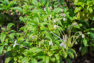 Amazing white bud flowers of Do-Re-Me shrub or rotheca incisa (Clerodendrum Incisum) are blooming on tree in the tropical herbal garden