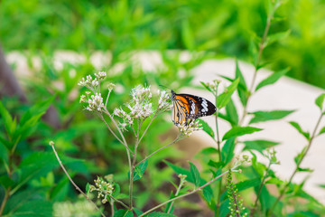 Little white fragrant flowers with the butterfly on the flower bouquet of Eupatorium Fortunei Turcz in the nature garden