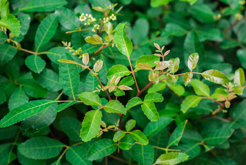 Fresh green leaves of Florida Holly, Brazilian pepper tree, Christmasberry tree, Pepper tree  (Schinus Terebinthifolius) on shrub tree in the organic vegetable garden