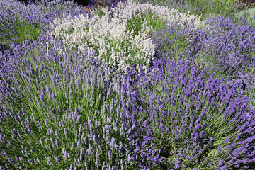 Lavandes en fleurs en été