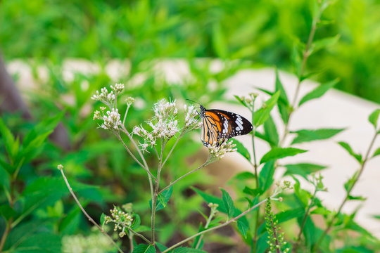 Little white fragrant flowers with the butterfly on the flower bouquet of Eupatorium Fortunei Turcz in the nature garden